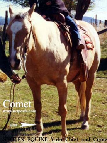 STOLEN EQUINE Yolo Chief and Comet, Near Meeker, CO, 81641
